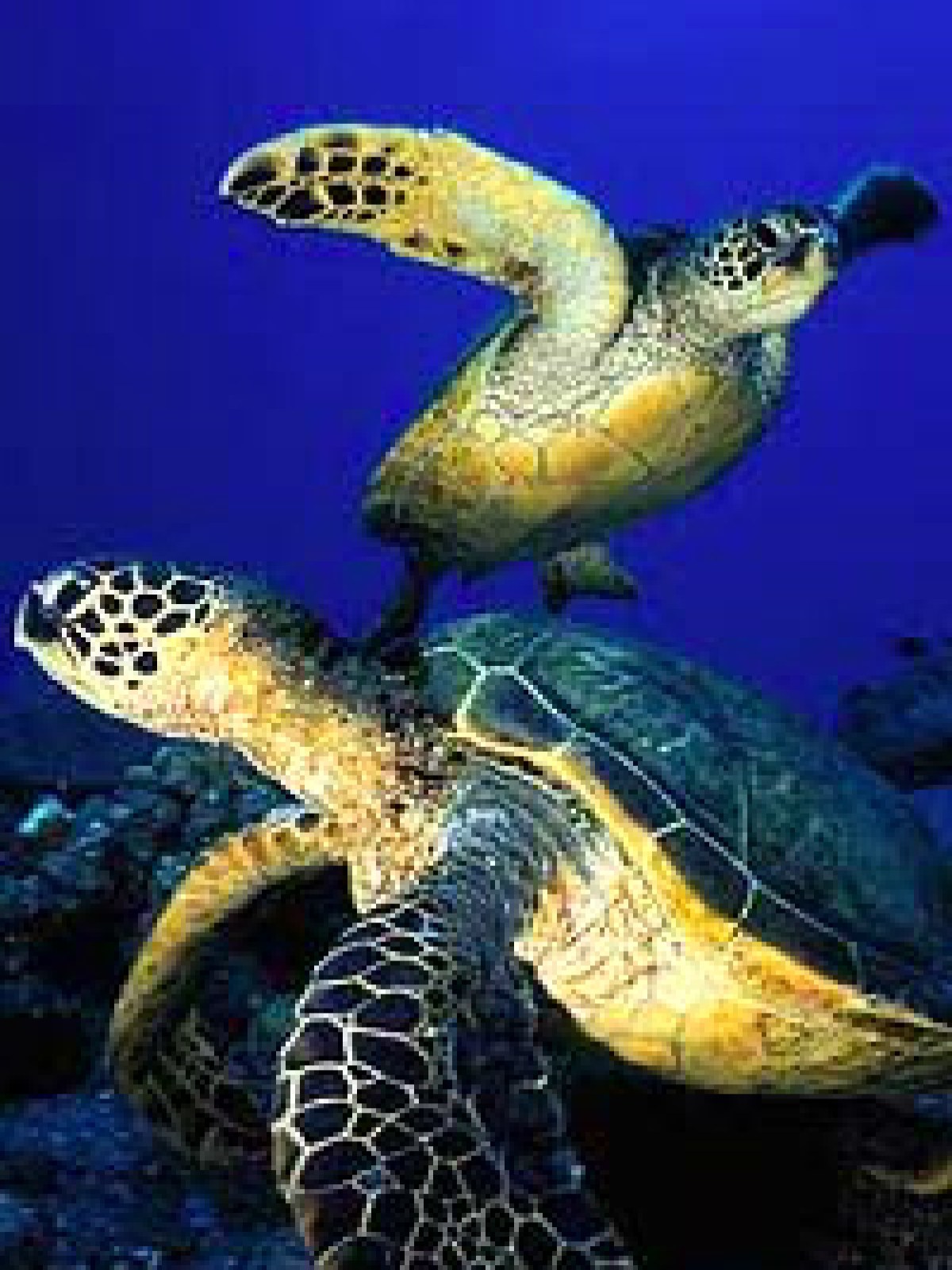 a turtle swimming under water