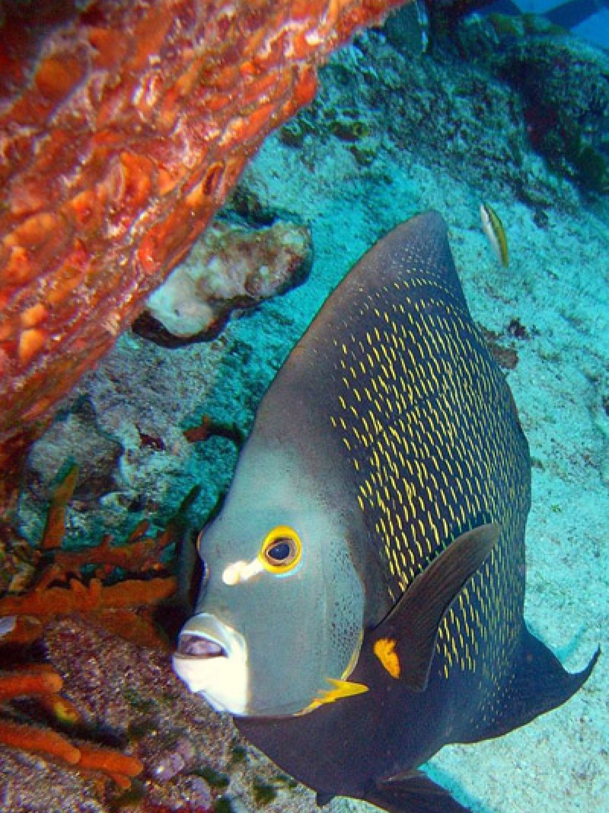 a fish swimming under water