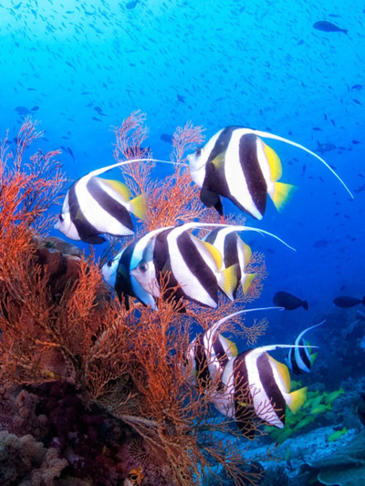 a fish swimming under water