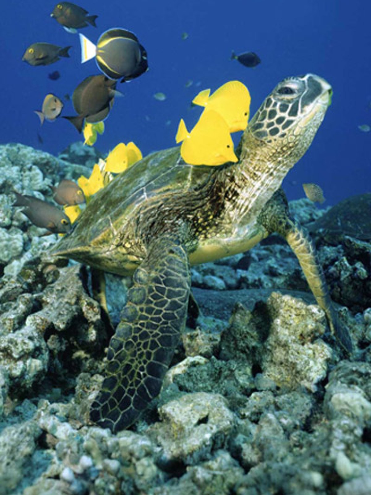 a turtle swimming under water