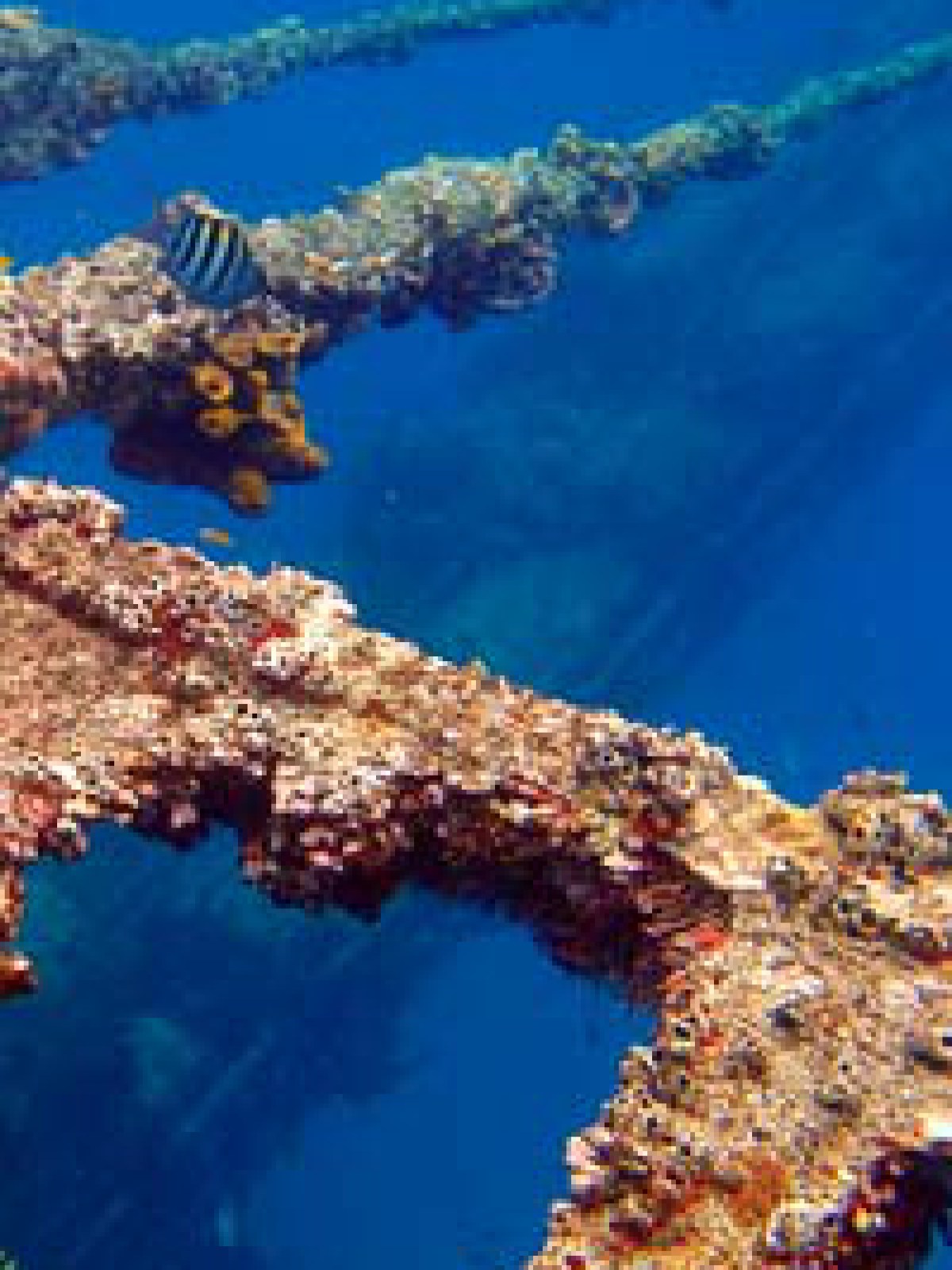 underwater view of a coral