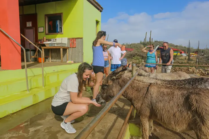 a person petting a sheep