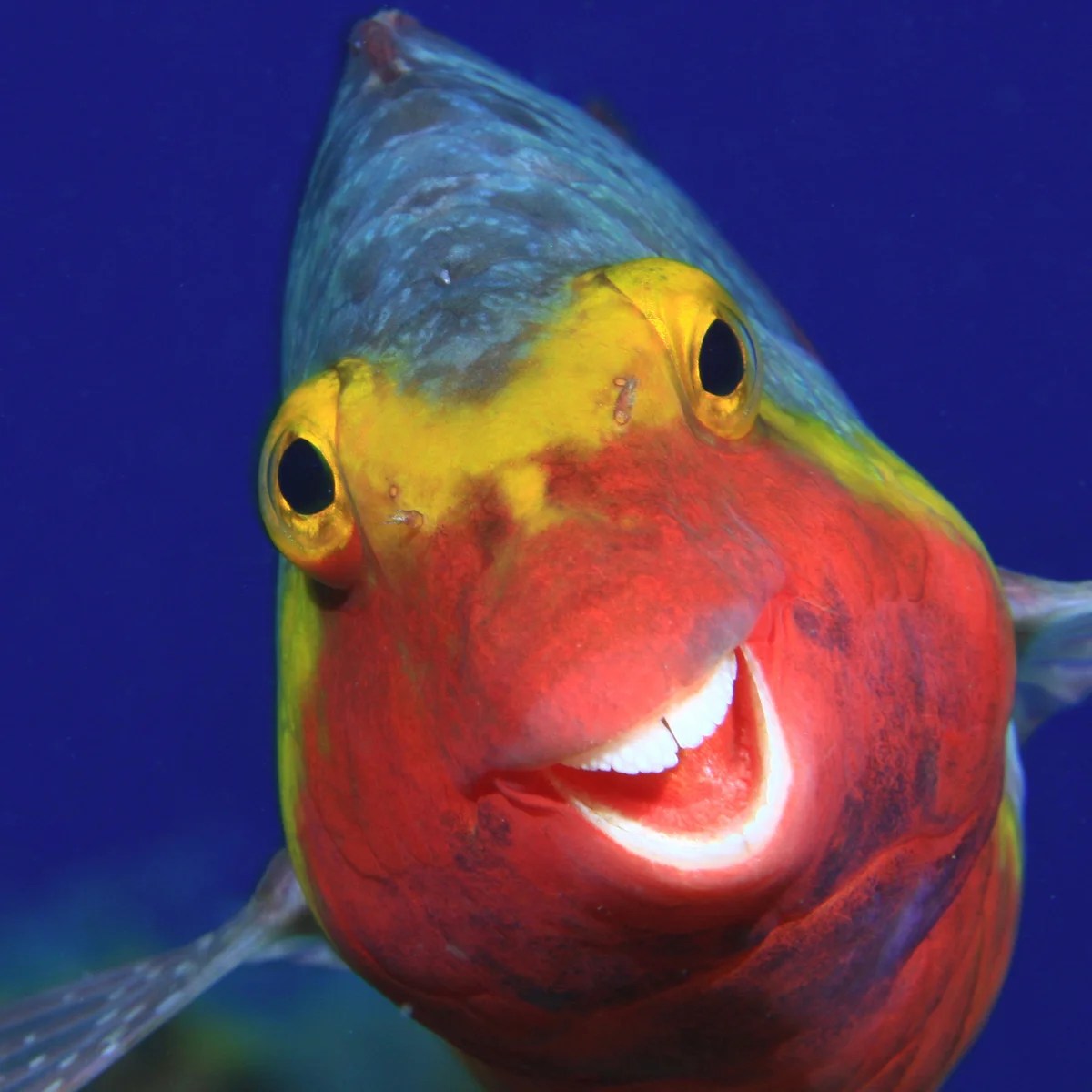 a colorful bird perched on top of a fish