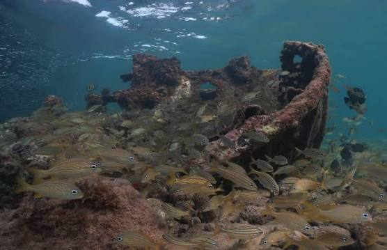 Underwater scene with fish swimming around a shipwreck.