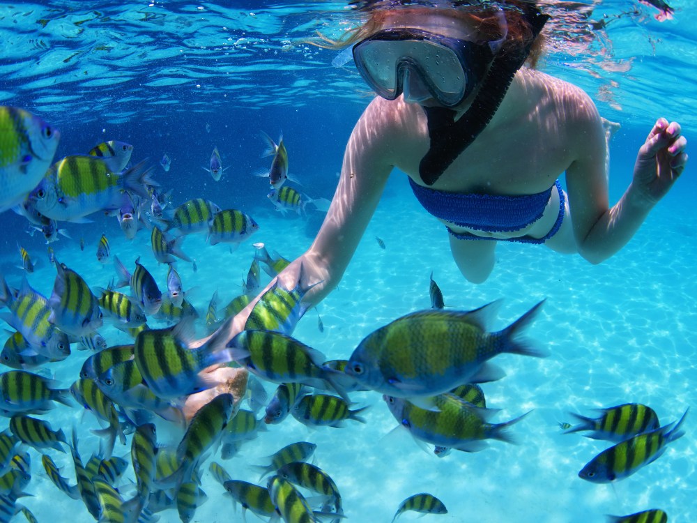 Person snorkeling underwater, surrounded by striped, colorful fish.