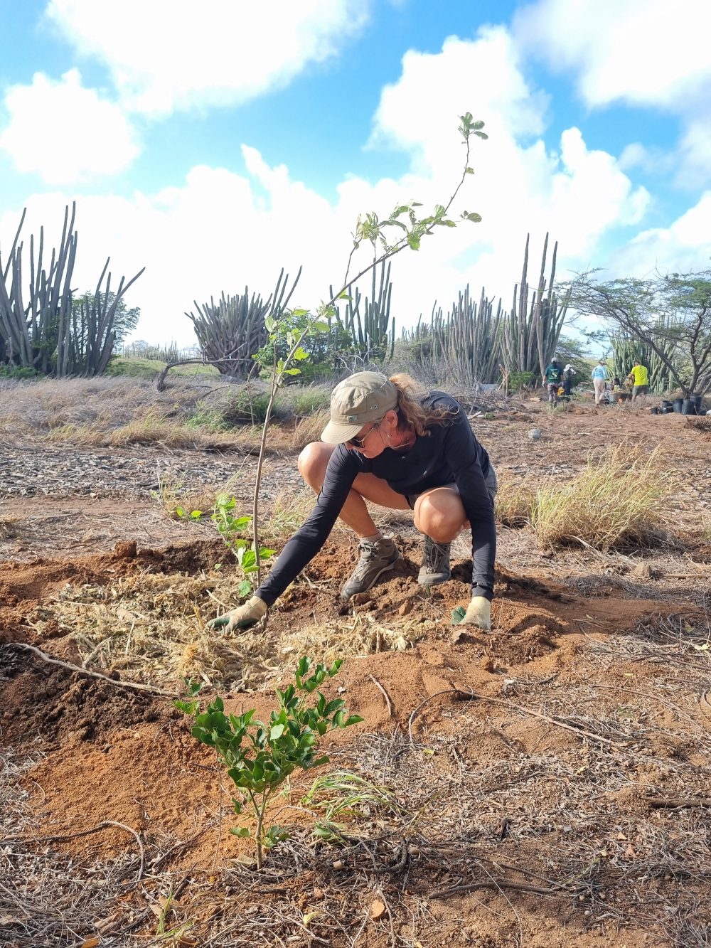 Volunteer planting a native tree at the Bucuti Tara–GMC Nature Preserve in Noord, Aruba.