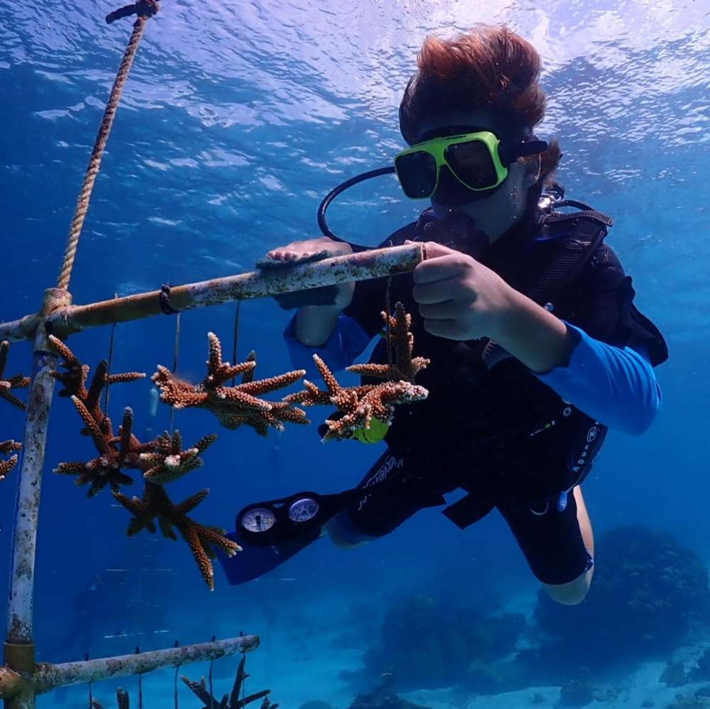 Scuba diver managing coral restoration structure underwater.