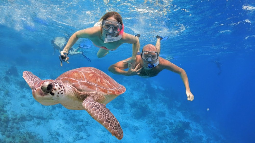 Sea turtle swimming underwater